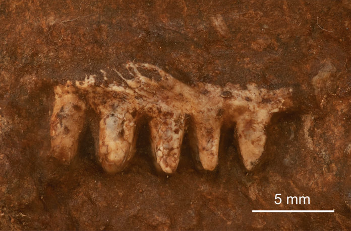 Imagen de restos dentales fósiles.