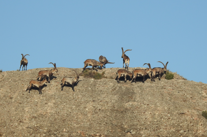 Un grupo de cabras salvajes en Montserrat.